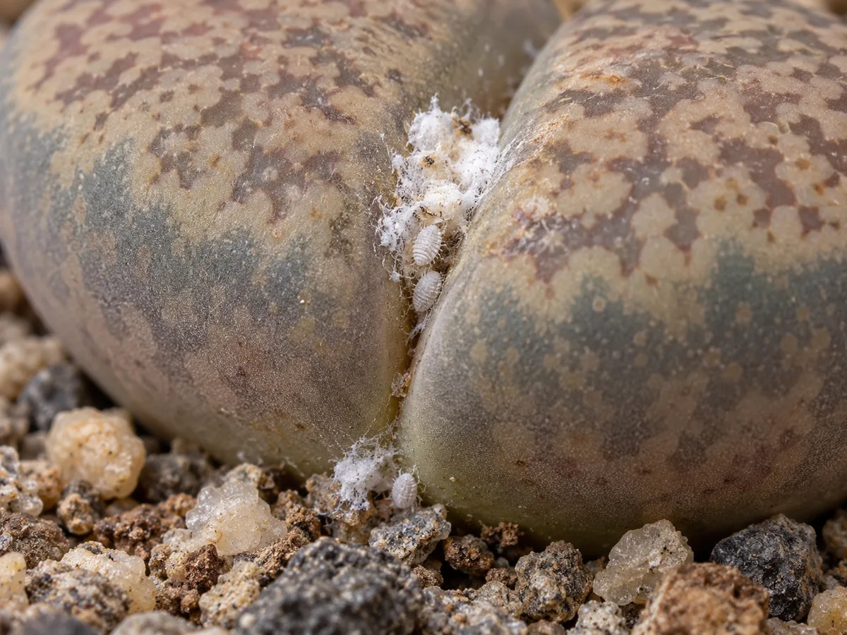 Close-up of white cottony mealybug clusters packed into a Lithops fissure