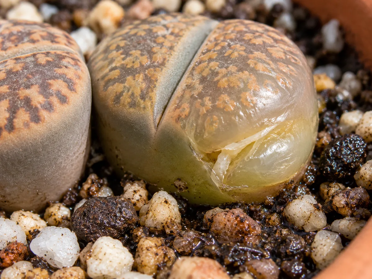 Close-up of overwatered Lithops leaf bodies showing translucent splitting tissue