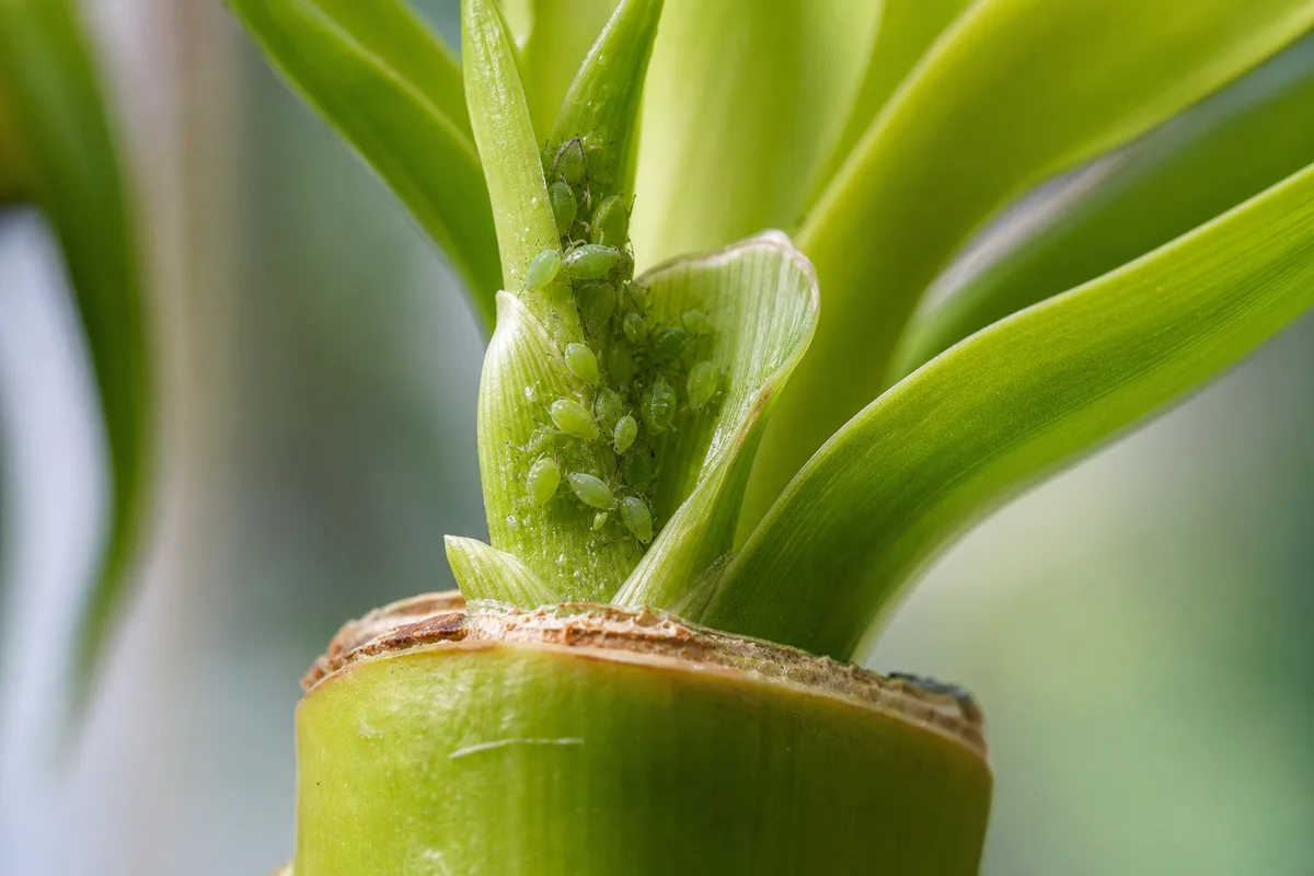 Close-up of Aphids on Lucky Bamboo - diagnostic detail