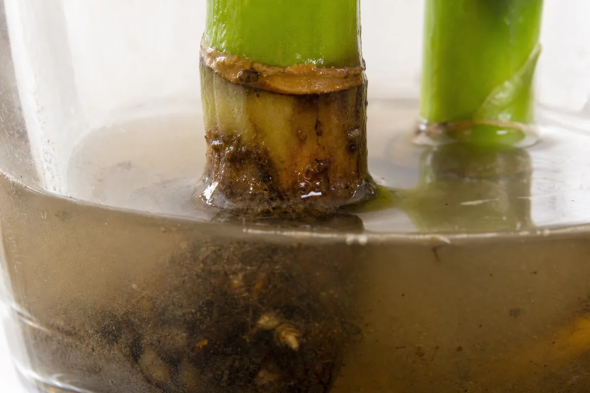 Close-up of Bacterial Wilt on Lucky Bamboo - diagnostic detail