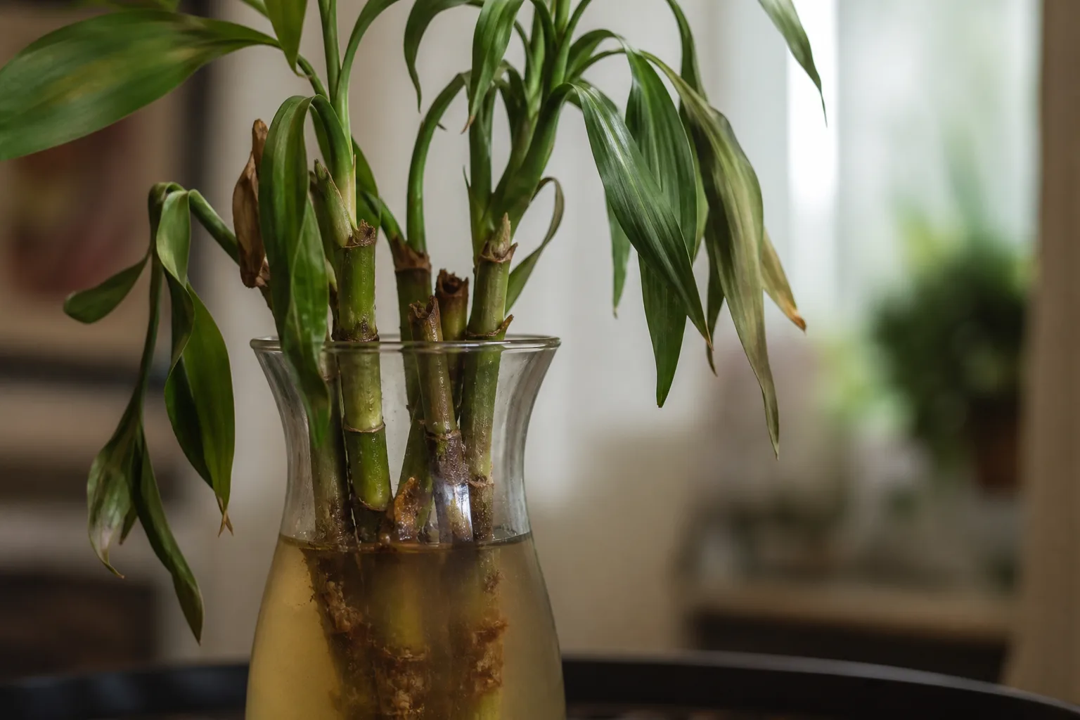 Bacterial Wilt on Lucky Bamboo - visible symptom on the plant