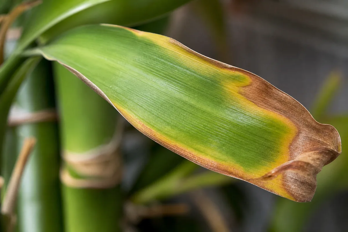 Close-up of Cold Damage on Lucky Bamboo - diagnostic detail