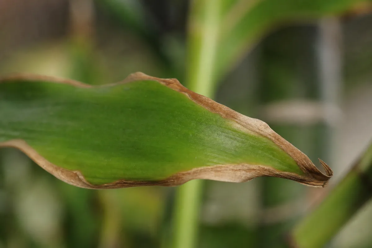Close-up of Draft Stress on Lucky Bamboo - diagnostic detail