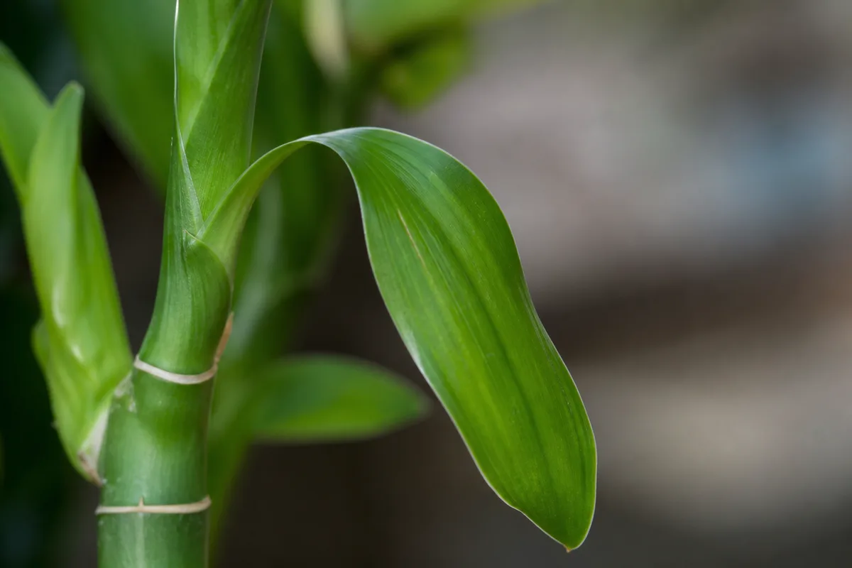 Close-up of Drooping Leaves on Lucky Bamboo - diagnostic detail