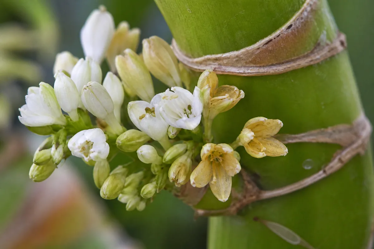 Close-up of Faded Flowers on Lucky Bamboo - diagnostic detail