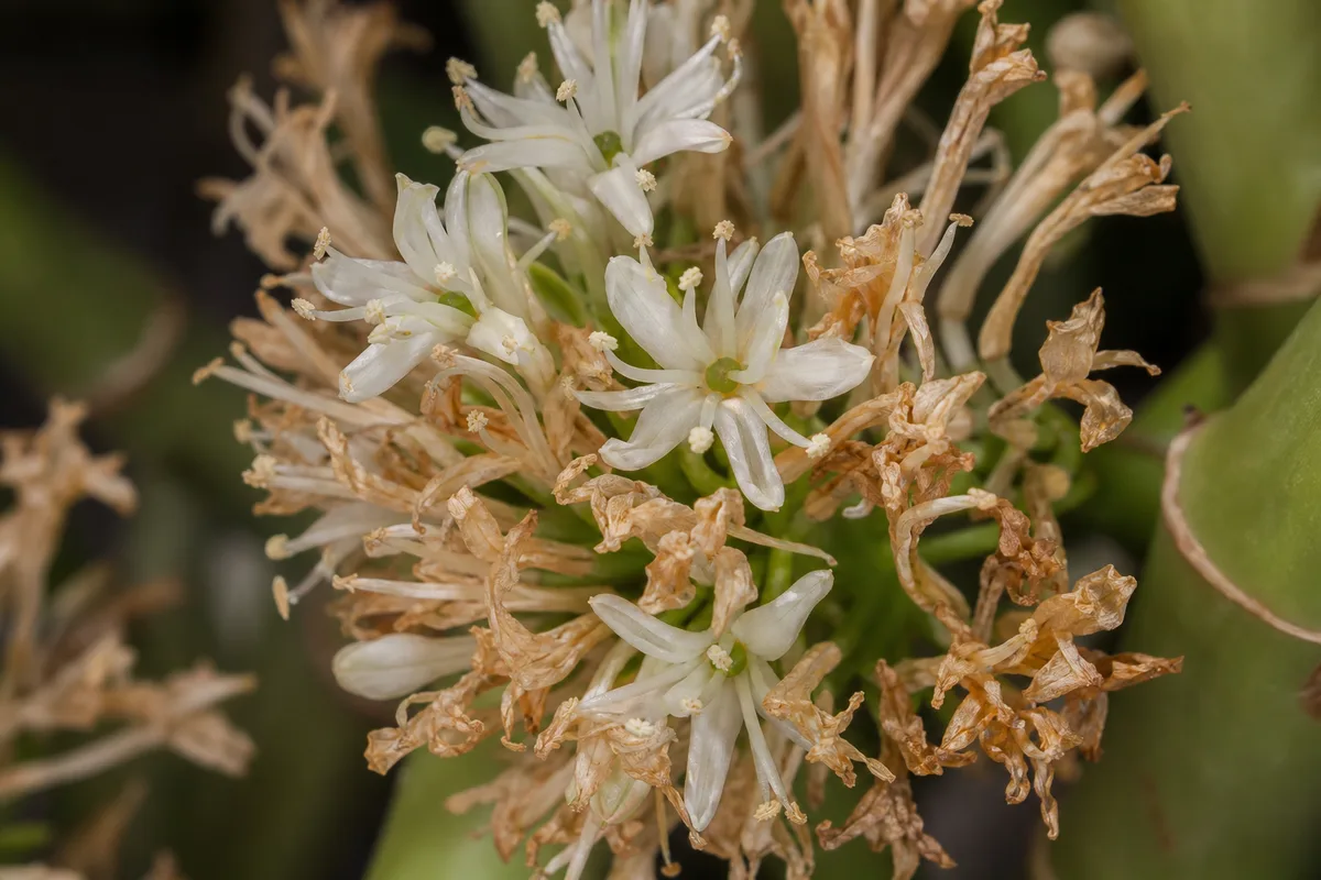 Close-up of Flowers Turning Brown on Lucky Bamboo - diagnostic detail
