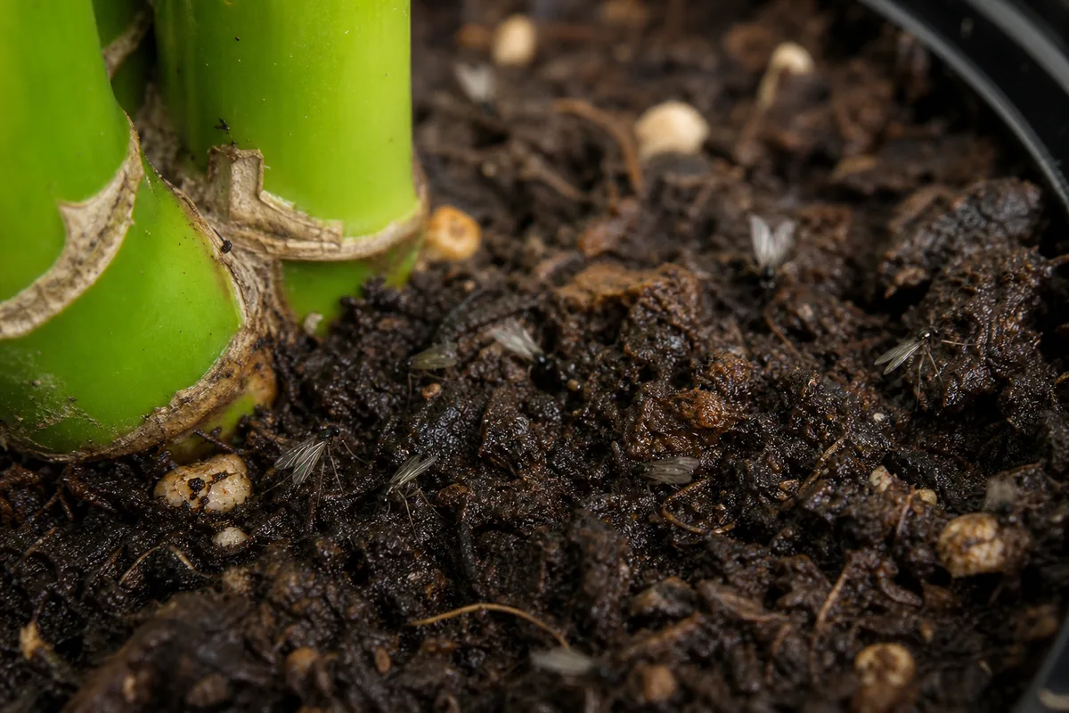 Close-up of Fungus Gnats on Lucky Bamboo - diagnostic detail