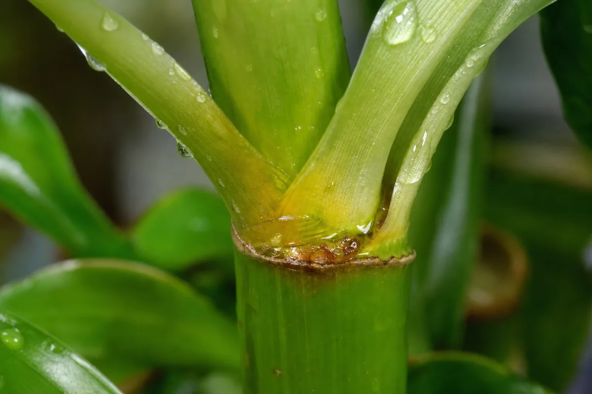 Close-up of High Humidity on Lucky Bamboo - diagnostic detail