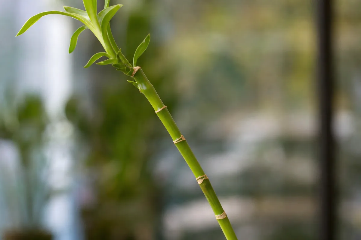 Close-up of Leggy Growth on Lucky Bamboo - diagnostic detail