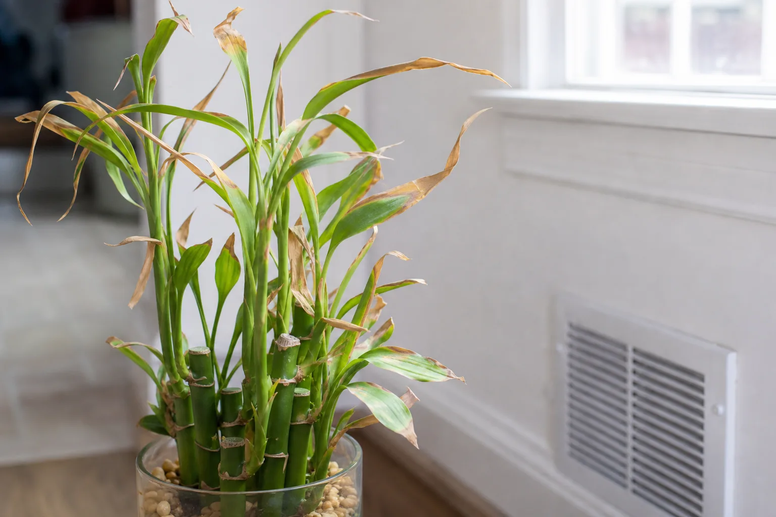 Low Humidity on Lucky Bamboo - visible symptom on the plant