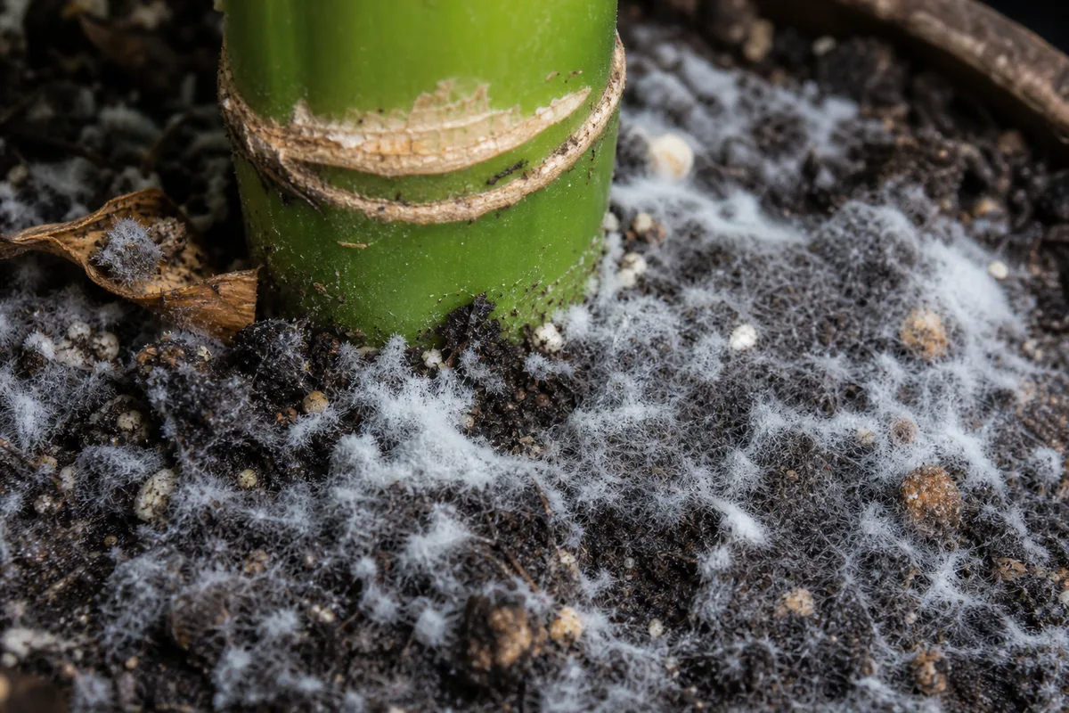 Close-up of Mold on Soil on Lucky Bamboo - diagnostic detail