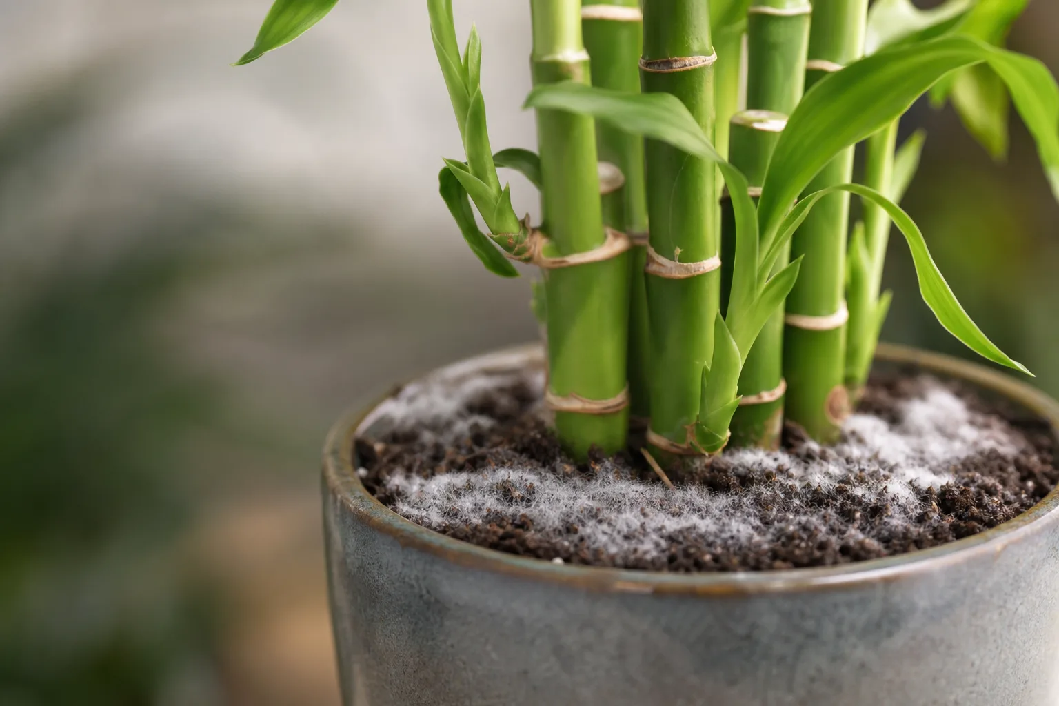 Mold on Soil on Lucky Bamboo - visible symptom on the plant