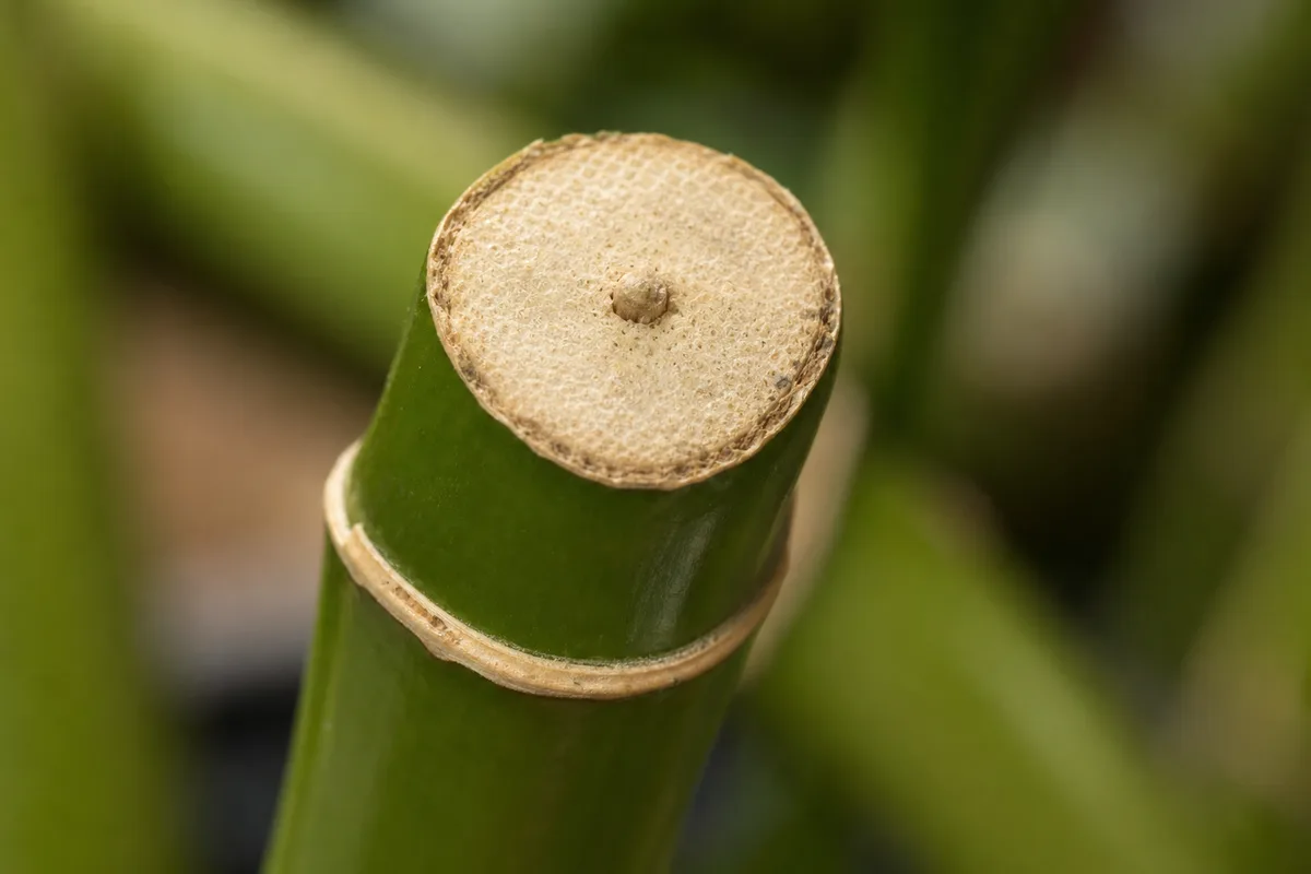 Close-up of No New Growth on Lucky Bamboo - diagnostic detail