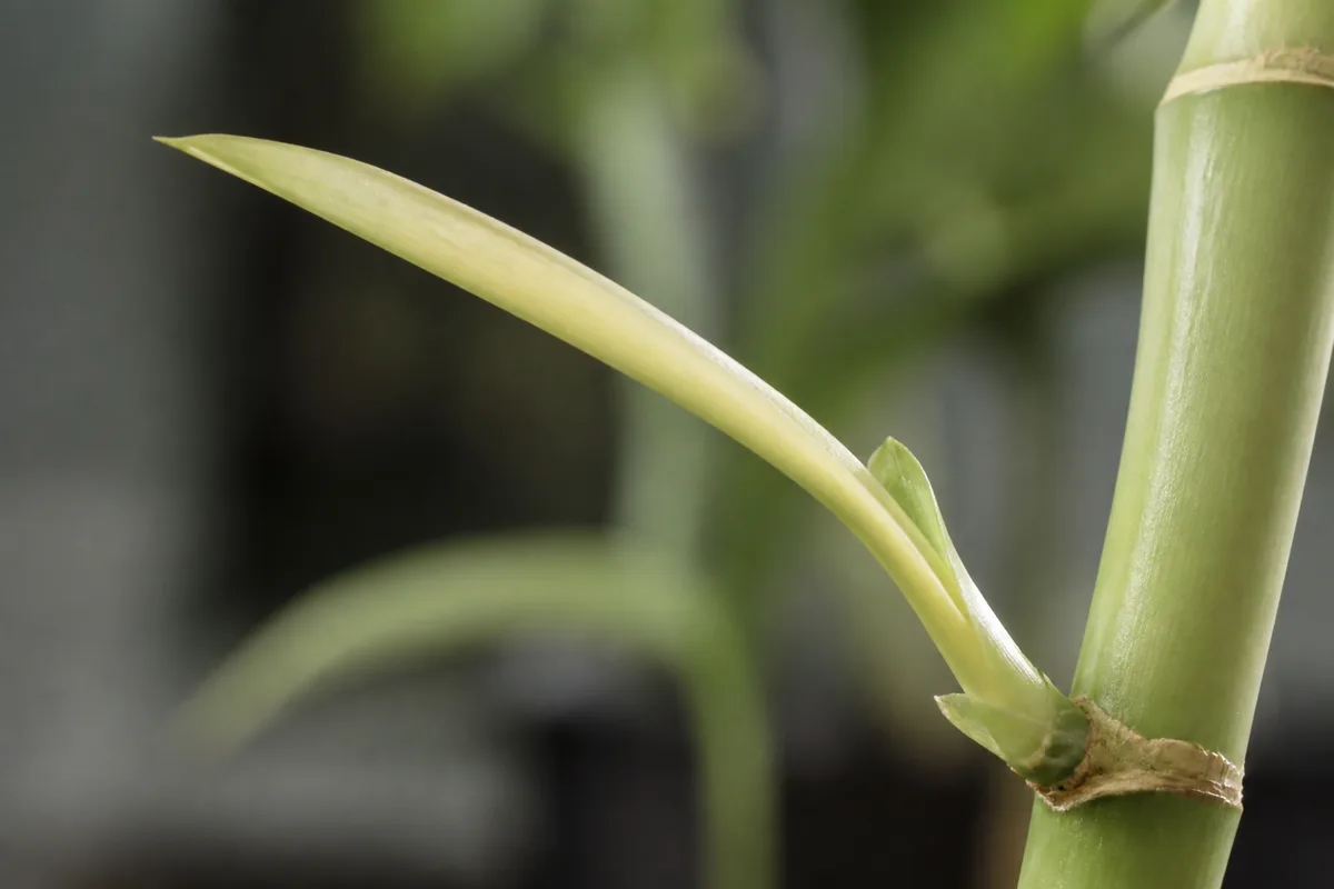 Close-up of Not Enough Light on Lucky Bamboo - diagnostic detail