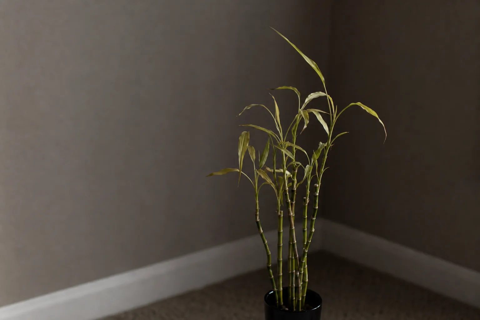 Lucky bamboo showing stretched growth in a dim indoor corner
