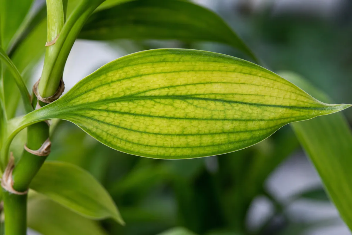 Close-up of Nutrient Lockout on Lucky Bamboo - diagnostic detail