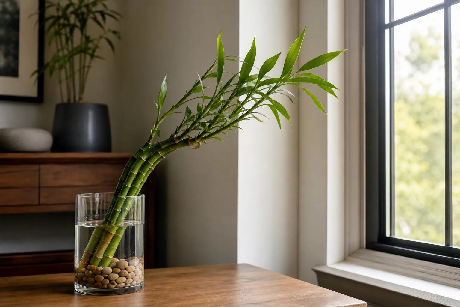 Plant Leaning on Lucky Bamboo - visible symptom on the plant