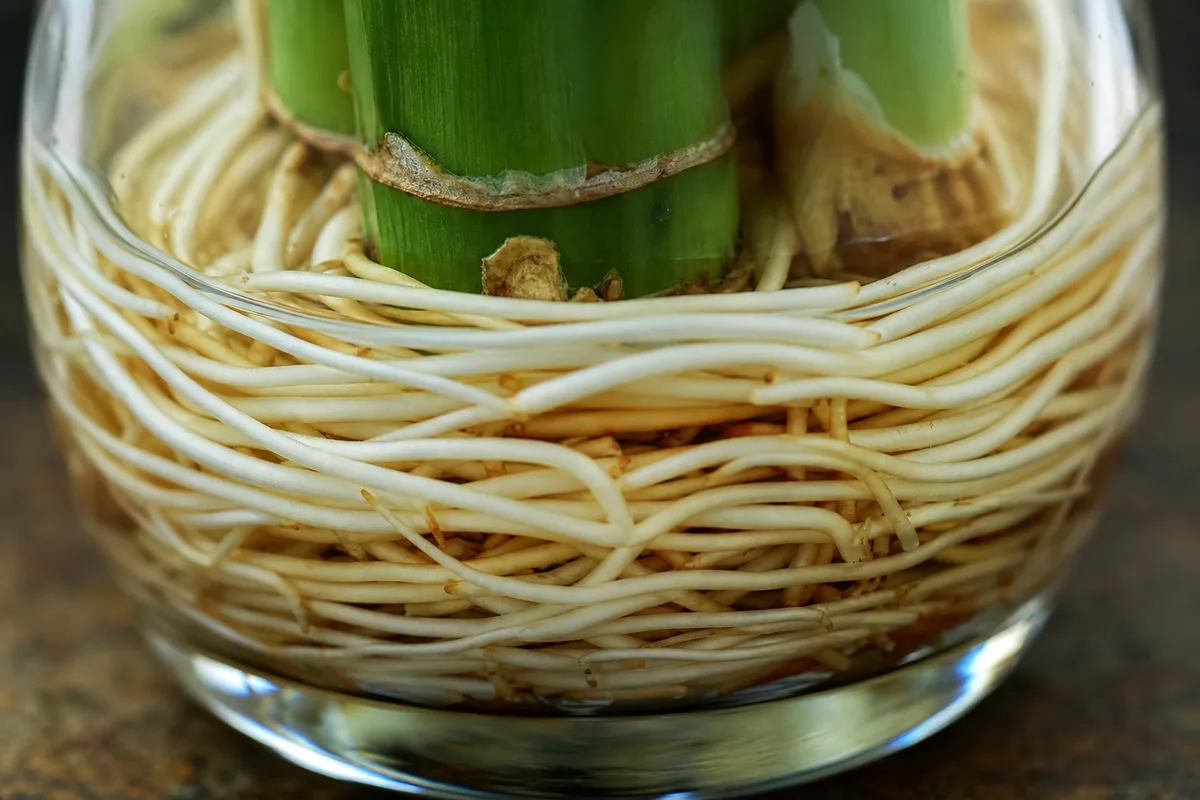 Close-up of Root Bound on Lucky Bamboo - diagnostic detail