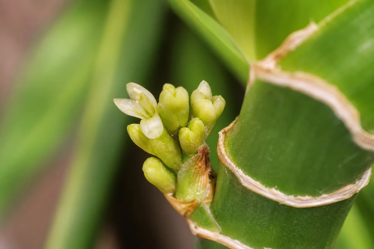 Close-up of Small Flowers on Lucky Bamboo - diagnostic detail