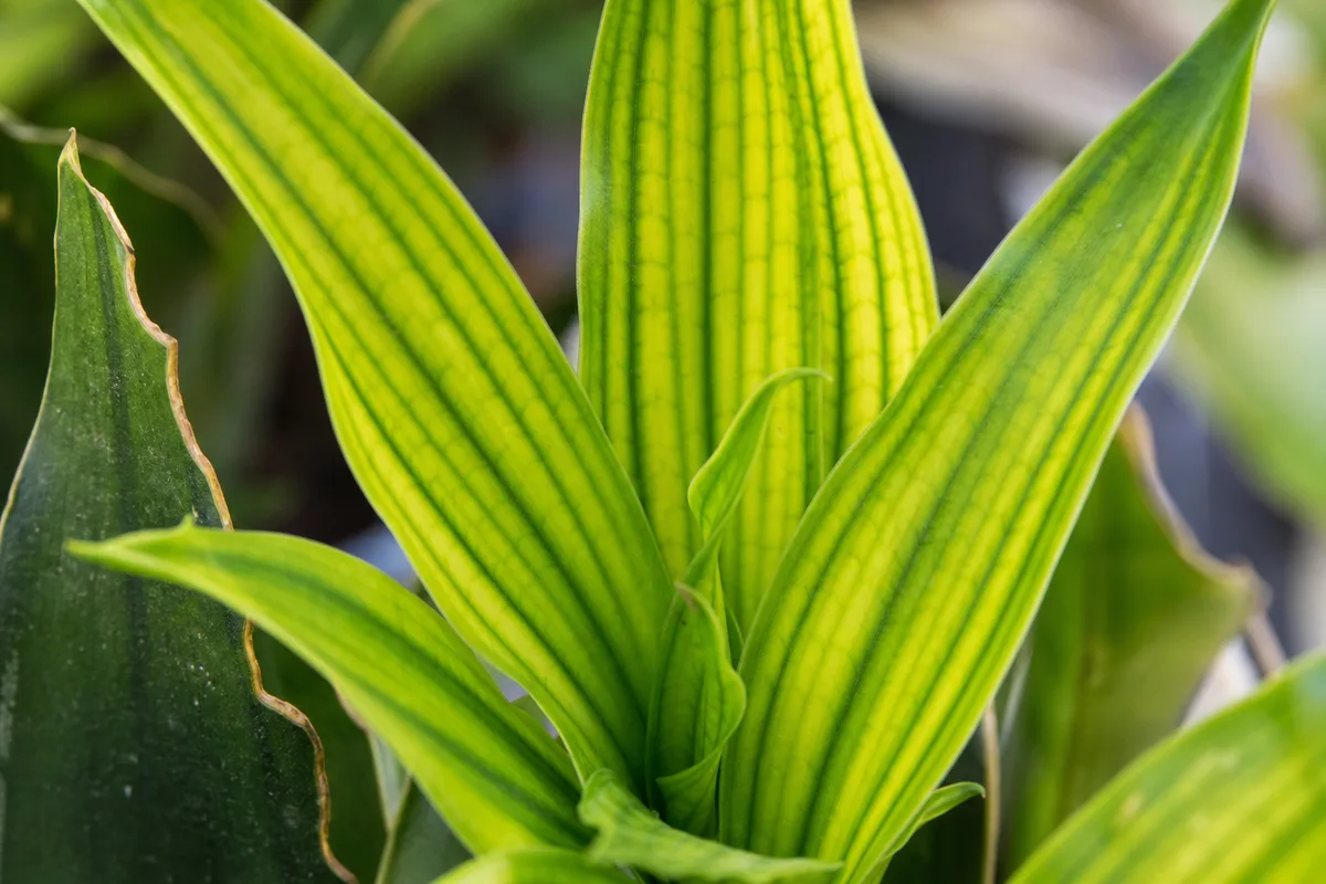Close-up of Soil Too Alkaline on Lucky Bamboo - diagnostic detail
