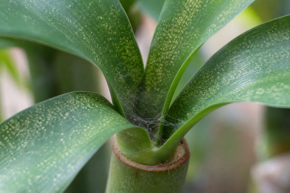 Close-up of Spider Mites on Lucky Bamboo - diagnostic detail
