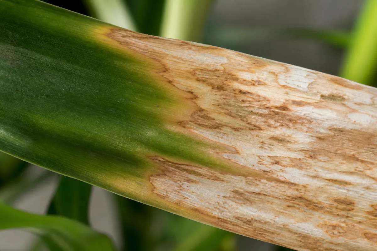 Close-up of Sunburn Scorched Leaves on Lucky Bamboo - diagnostic detail