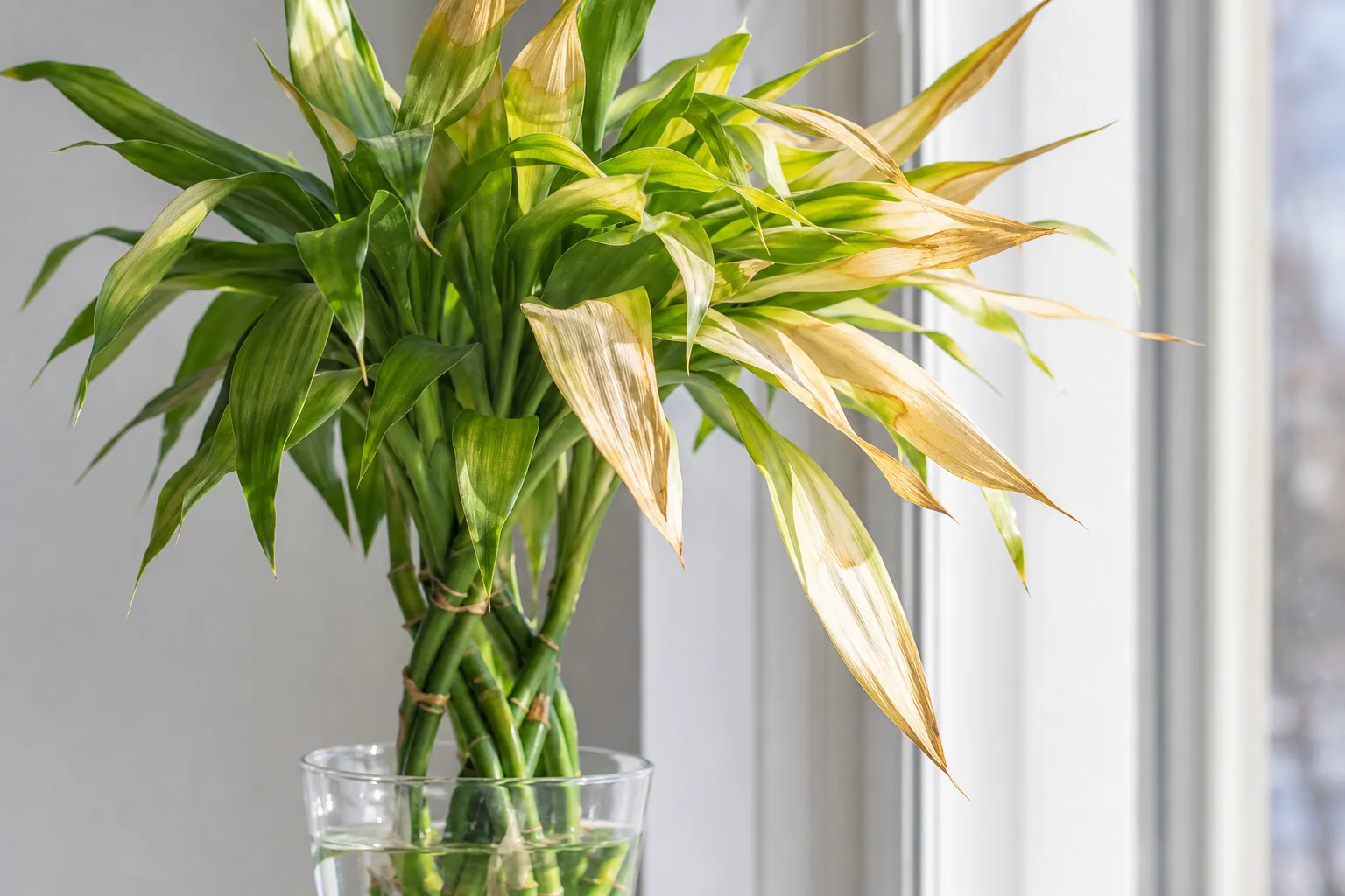 Sunburn Scorched Leaves on Lucky Bamboo - visible symptom on the plant