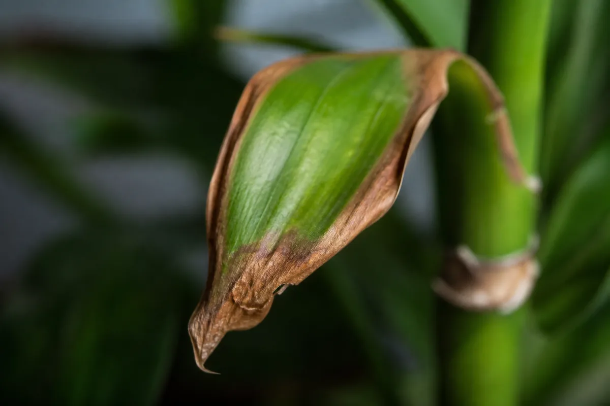Close-up of Underwatering on Lucky Bamboo - diagnostic detail