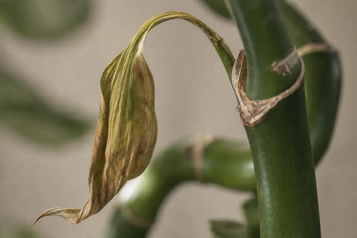 Close-up of Wilting on Lucky Bamboo - diagnostic detail