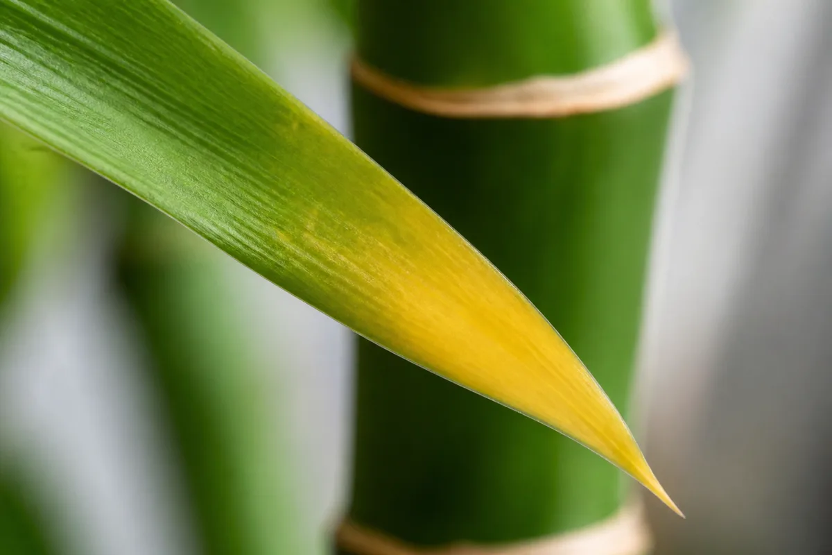 Close-up of Yellow Leaves on Lucky Bamboo - diagnostic detail