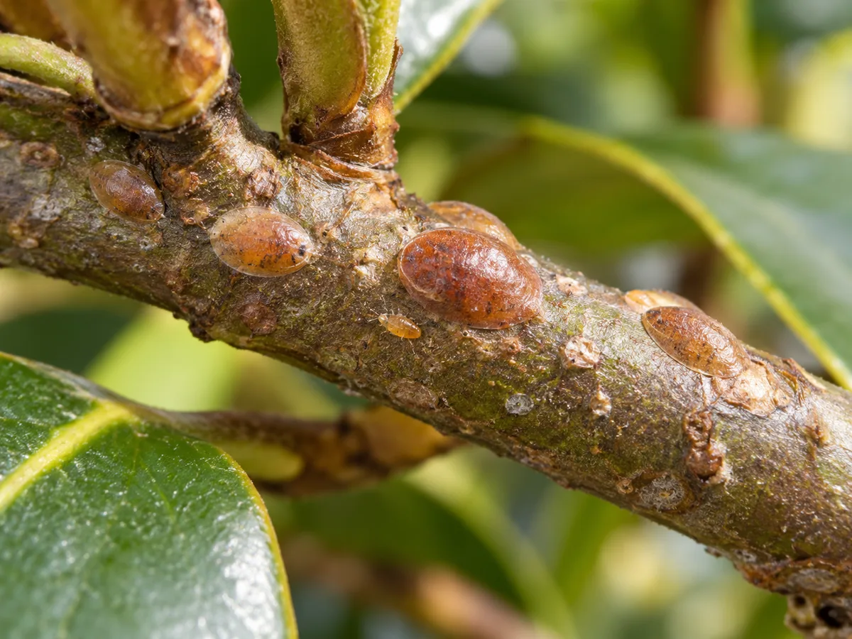 Close-up of tan and reddish-brown magnolia scale females and a small crawler on a woody twig