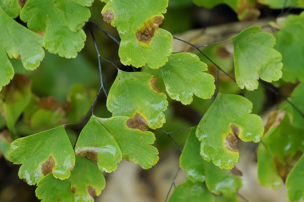 Close-up of Bacterial Wilt on Maidenhair Fern - diagnostic detail