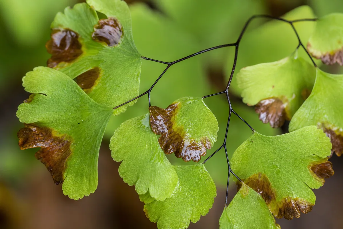 Close-up of Blight on Maidenhair Fern - diagnostic detail