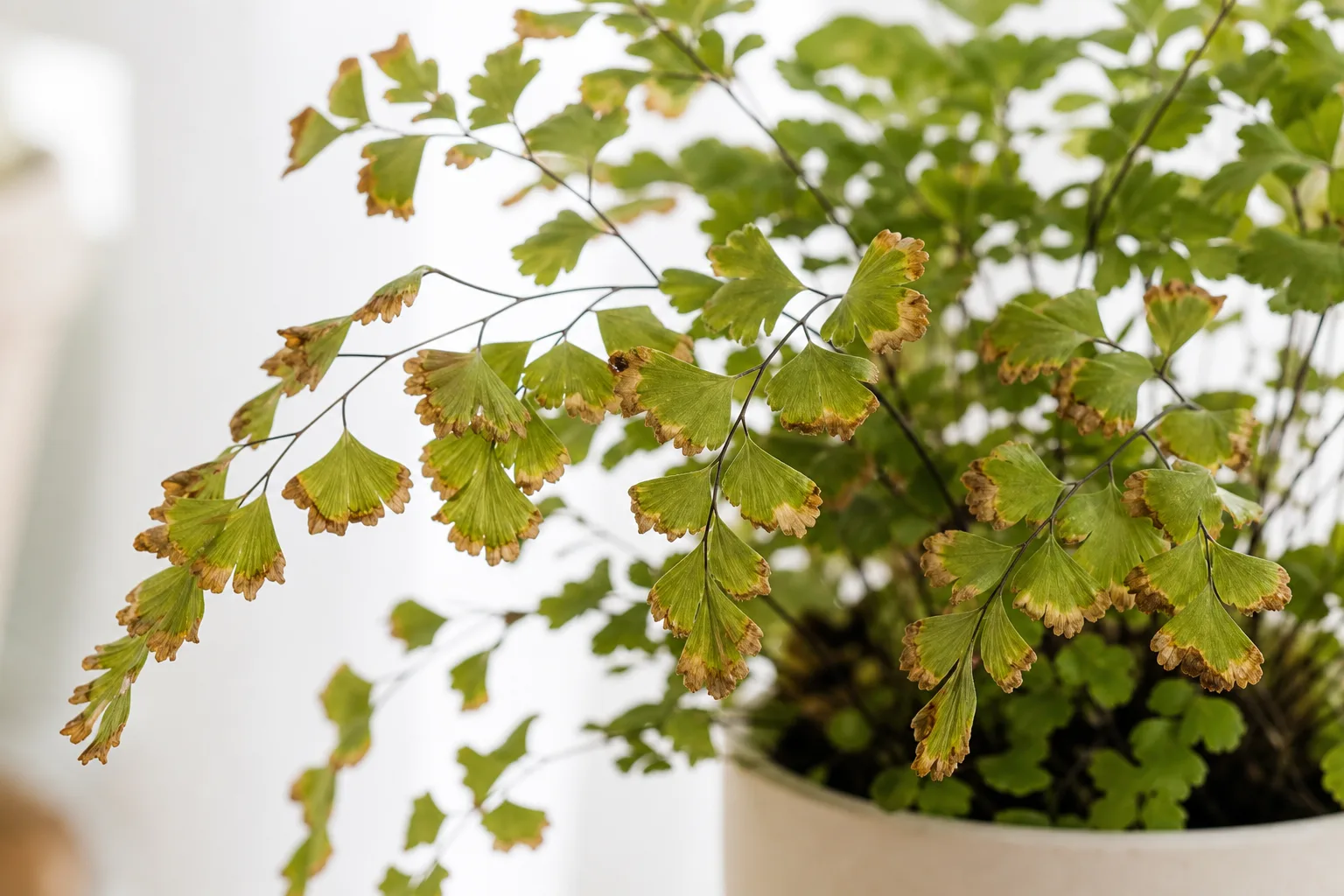 Brown Tips on Maidenhair Fern - visible symptom on the plant