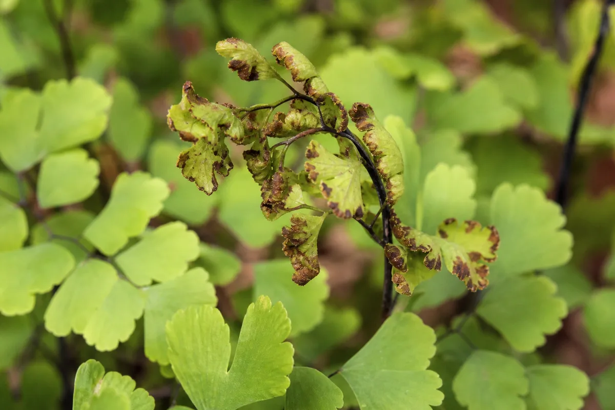 Close-up of Calcium Deficiency on Maidenhair Fern - diagnostic detail