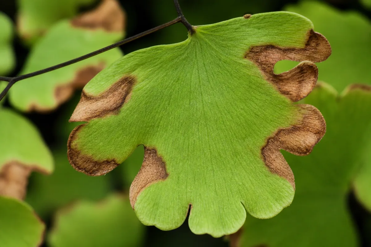 Close-up of Chemical Damage on Maidenhair Fern - diagnostic detail