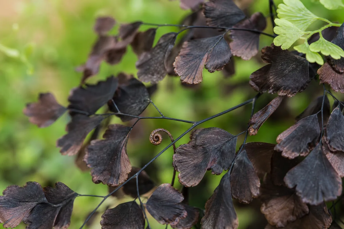 Close-up of Cold Damage on Maidenhair Fern - diagnostic detail
