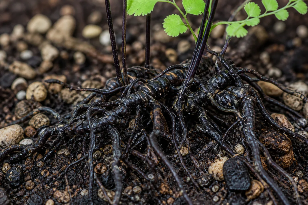 Close-up of Exposed Roots on Maidenhair Fern - diagnostic detail