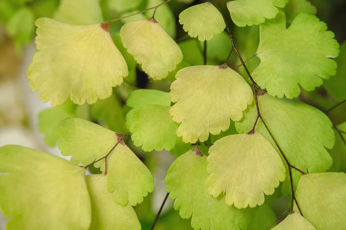 Close-up of Faded Leaves on Maidenhair Fern - diagnostic detail