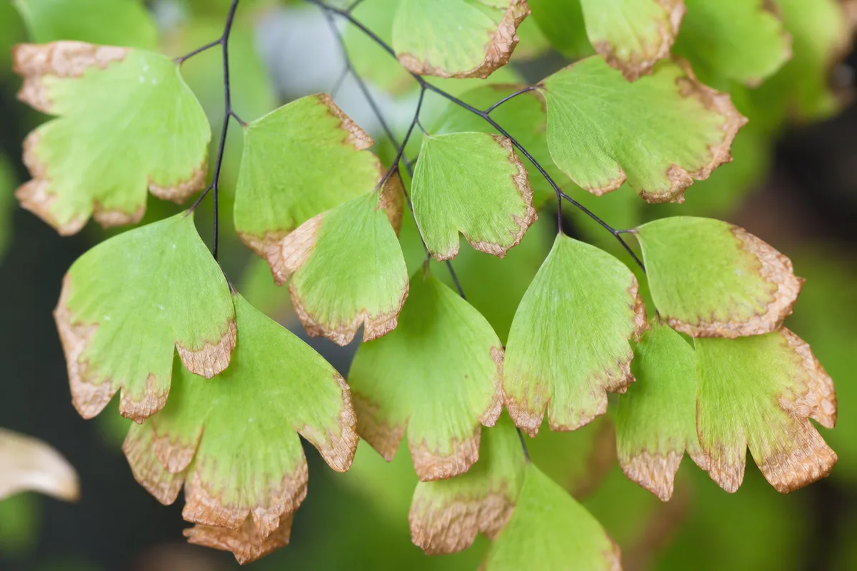 Close-up of Fertilizer Burn on Maidenhair Fern - diagnostic detail