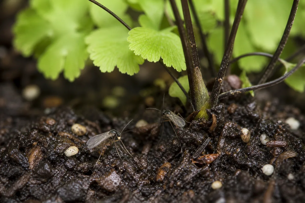 Close-up of Fungus Gnats on Maidenhair Fern - diagnostic detail