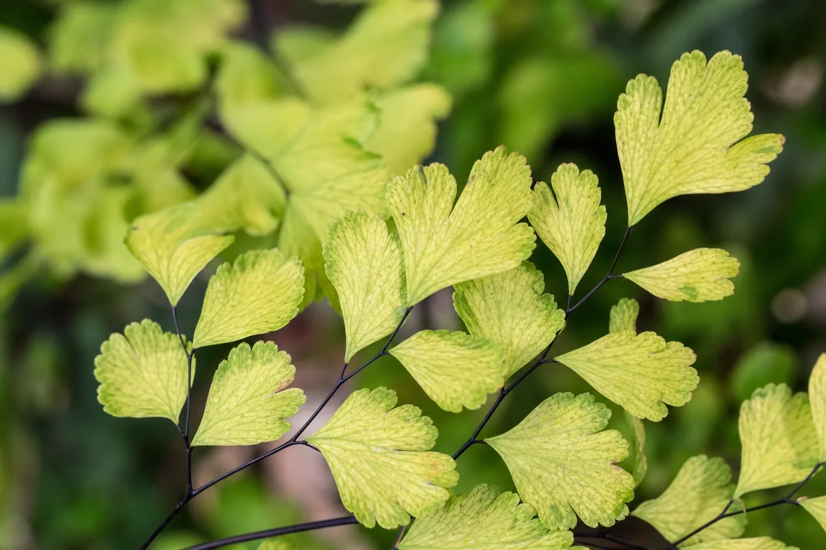 Close-up of Iron Deficiency on a houseplant - diagnostic detail