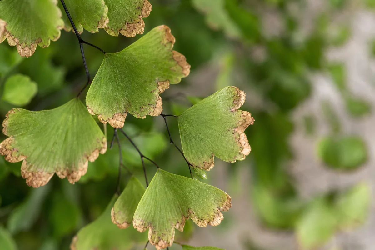 Close-up of Low Humidity on Maidenhair Fern - diagnostic detail
