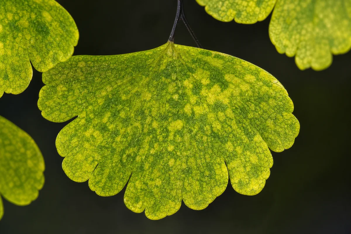 Close-up of Mosaic Virus on Maidenhair Fern - diagnostic detail