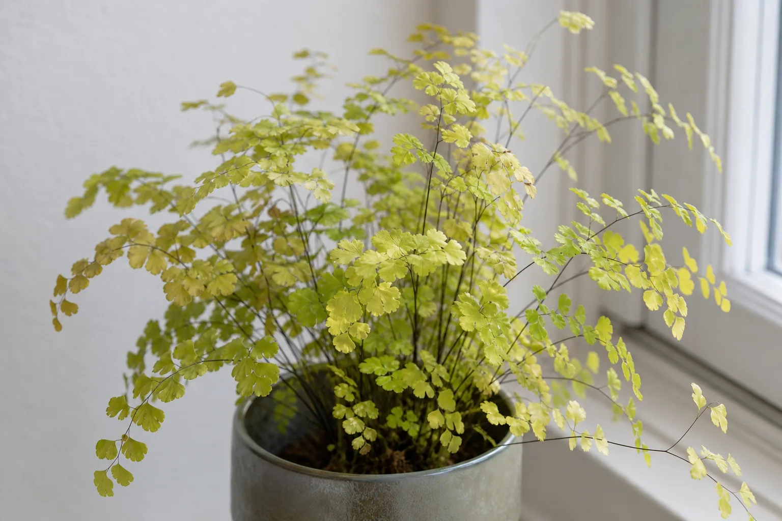 Nitrogen Deficiency on Maidenhair Fern - visible symptom on the plant
