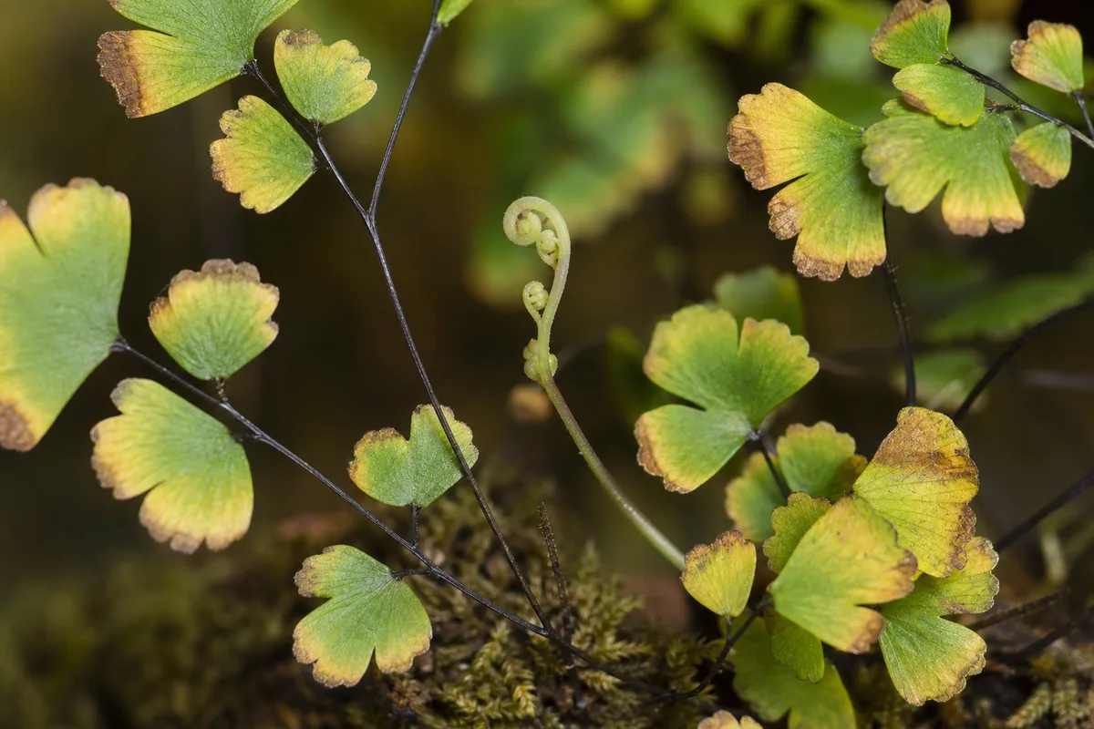Close-up of Nutrient Lockout on Maidenhair Fern - diagnostic detail