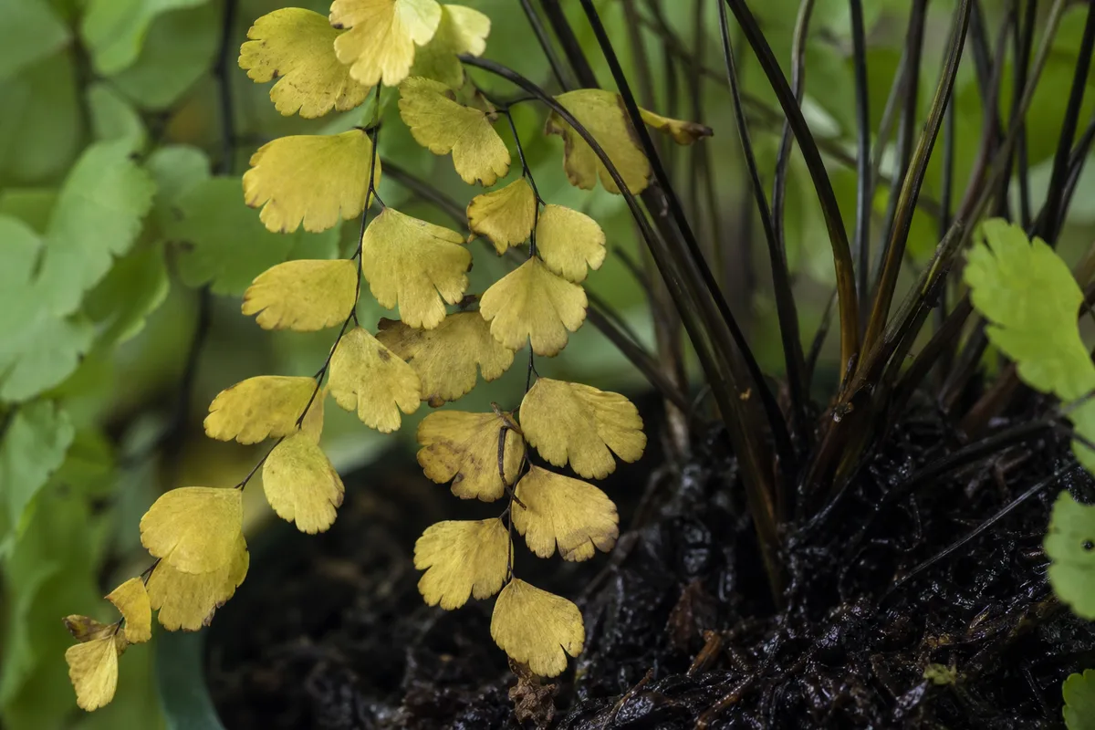 Close-up of Overwatering on Maidenhair Fern - diagnostic detail
