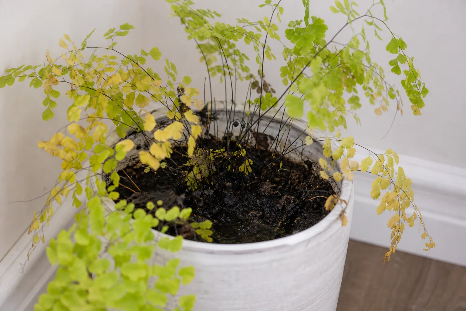 Overwatering on Maidenhair Fern - visible symptom on the plant