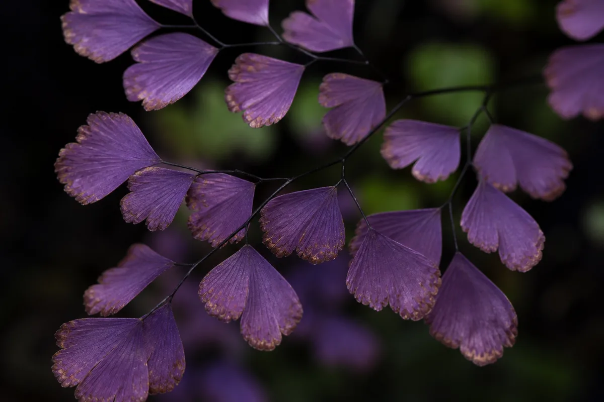 Close-up of Purple Leaves on Maidenhair Fern - diagnostic detail
