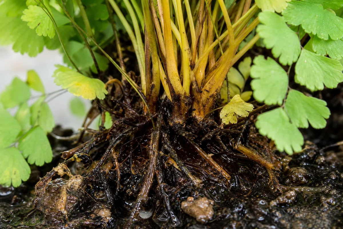 Close-up of Root Rot on Maidenhair Fern - diagnostic detail